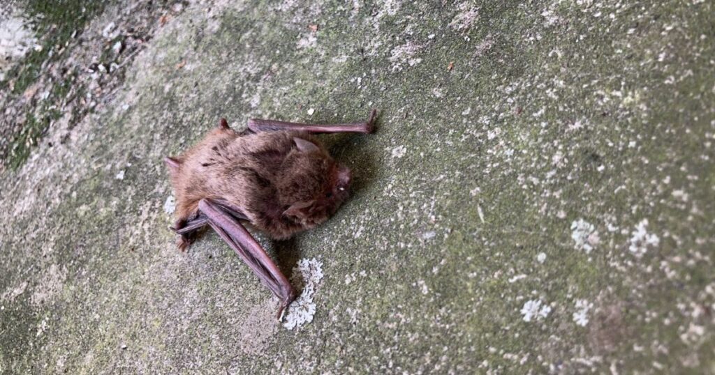 コウモリの赤ちゃんがいる際の4つの注意点