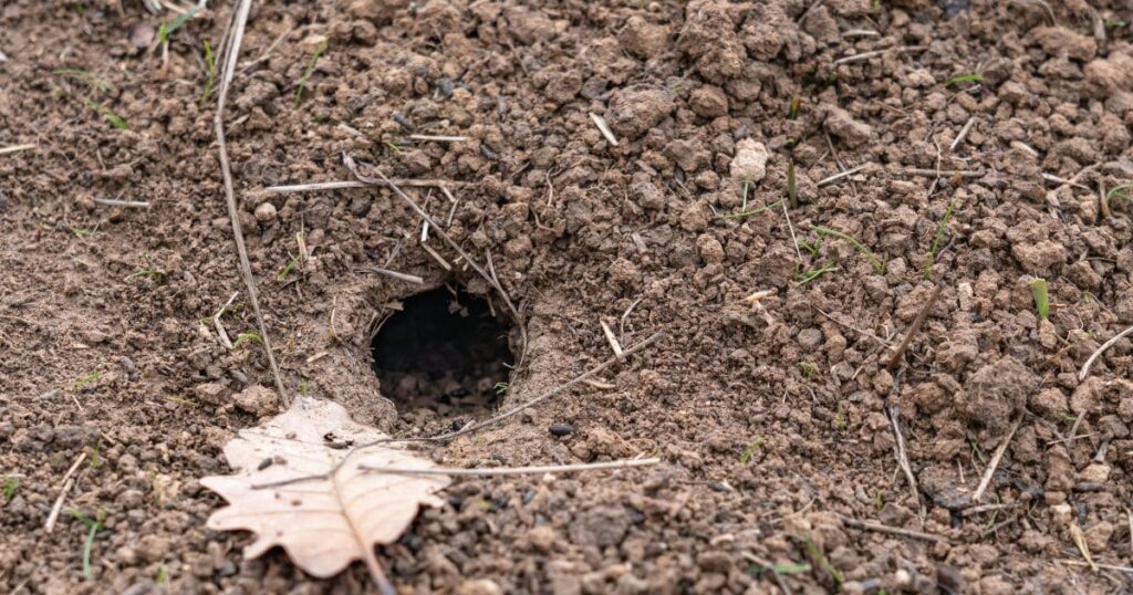 庭に穴を掘る動物の比較表