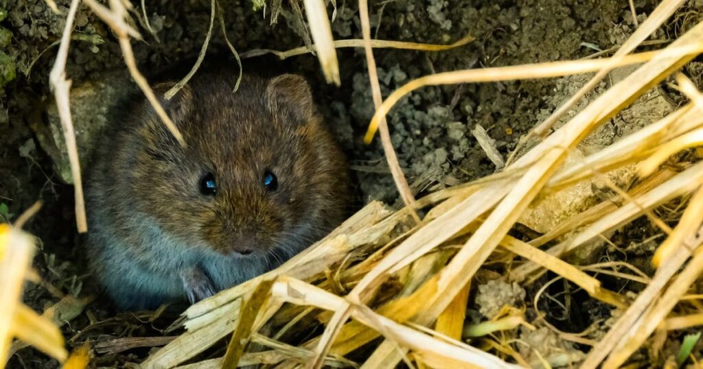 庭の穴がネズミの仕業かどうか確認する方法