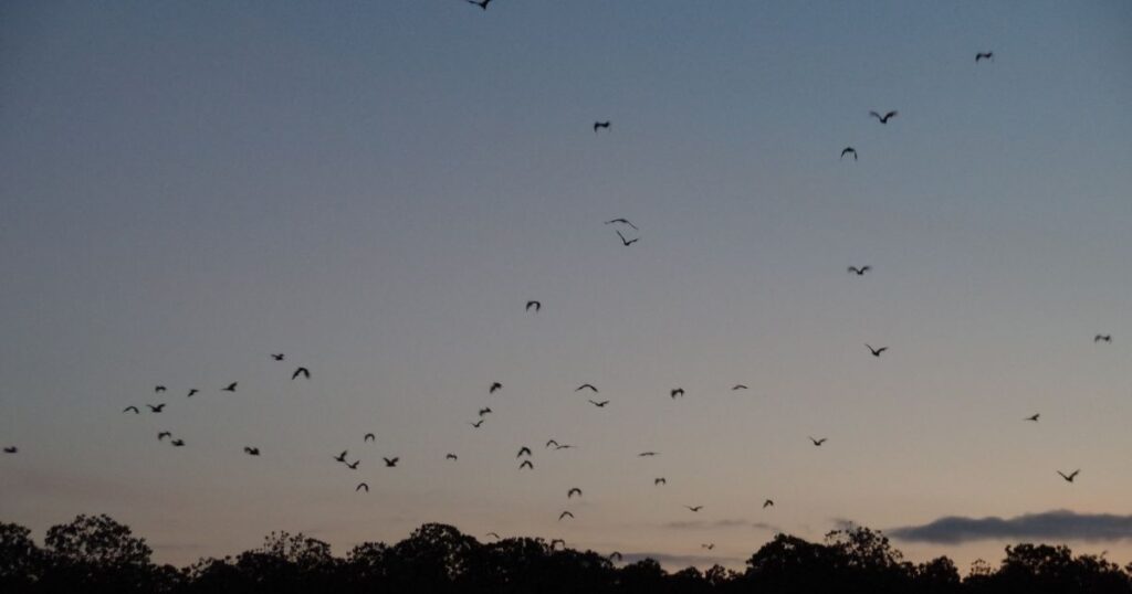 コウモリの赤ちゃんを野生に戻すタイミングと方法