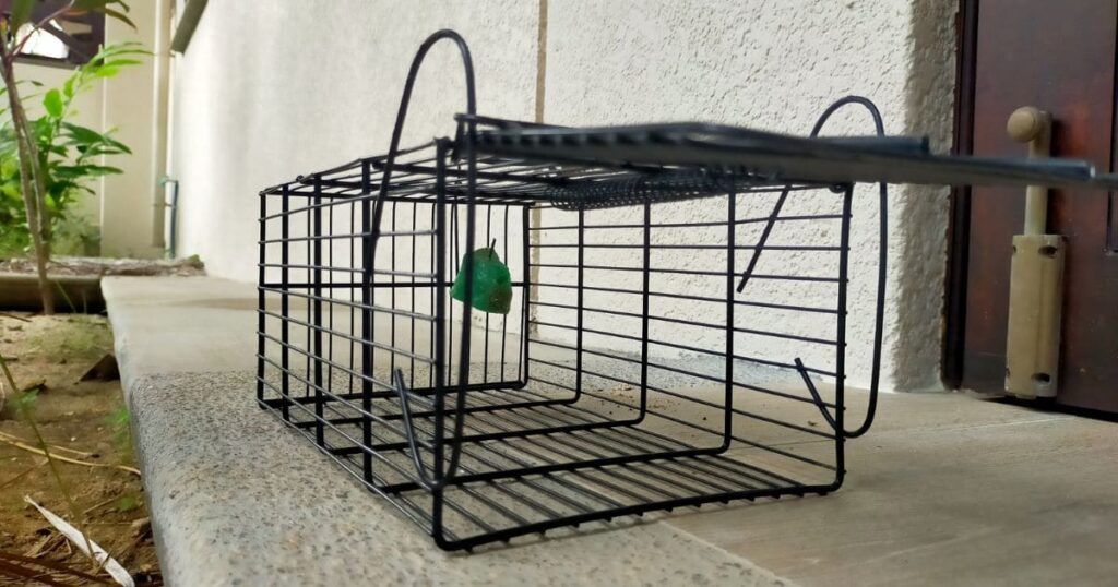 【種類別】ネズミを捕獲する方法