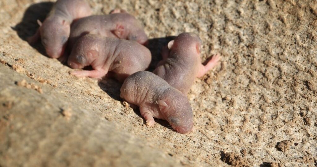 ネズミの赤ちゃんかどうか見分ける方法