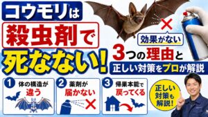 コウモリは殺虫剤で死なない！効果がない3つの理由と正しい対策をプロが解説