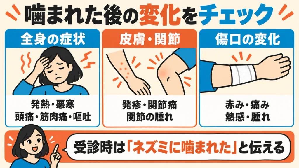 注意する変化を、発熱・悪寒などの全身症状、発疹・関節痛など、傷口の赤み・痛み・熱感・腫れの3つに整理した図。受診時に噛まれたことを伝える。