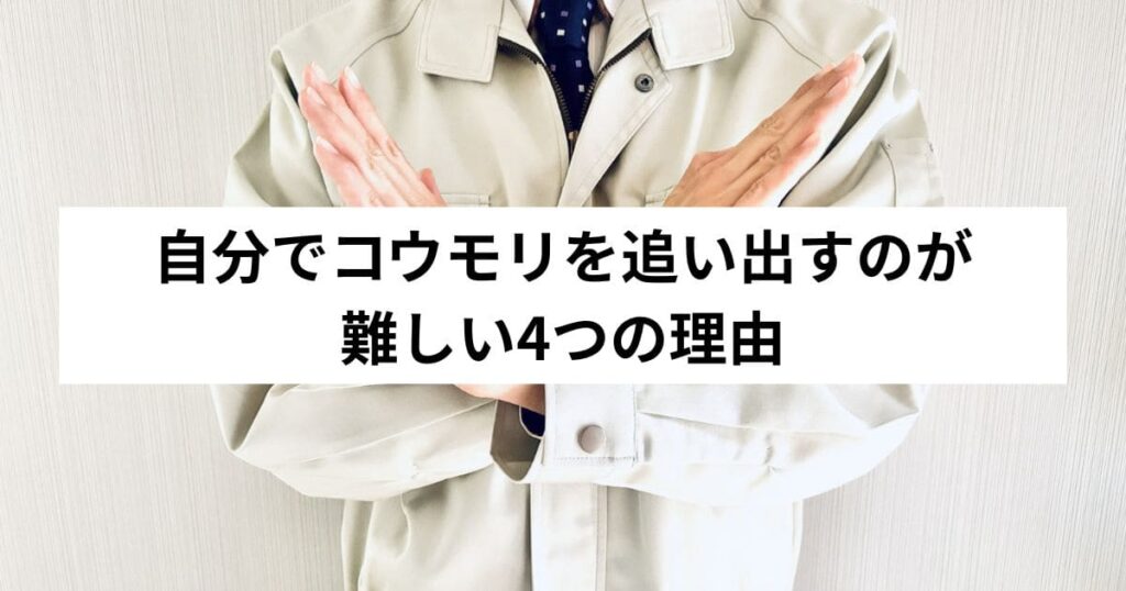 自分でコウモリを追い出すのが難しい4つの理由