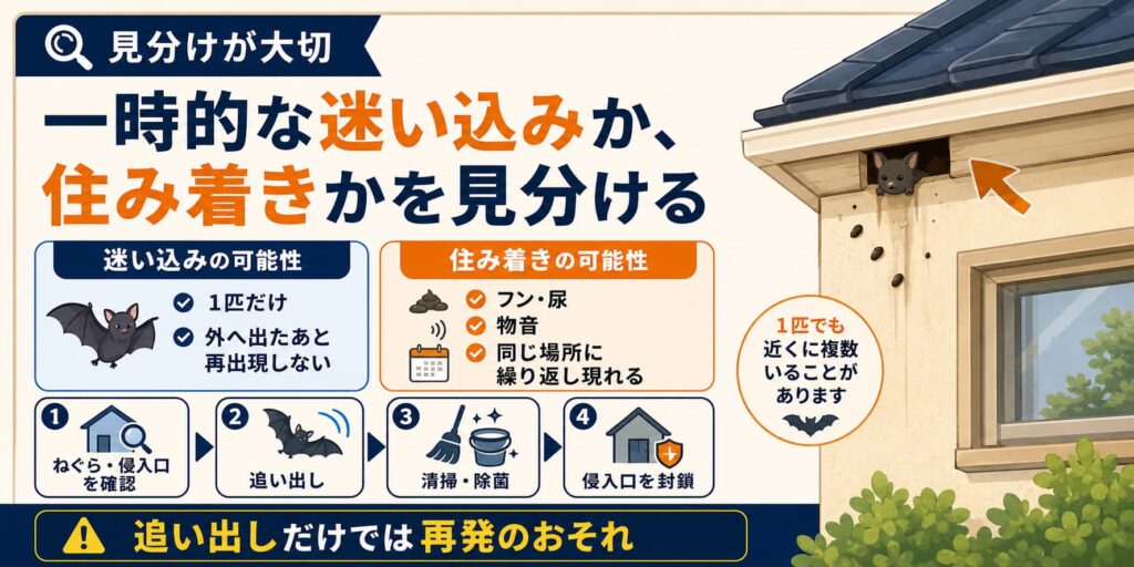 一時的な迷い込みか、住み着きかを見分ける