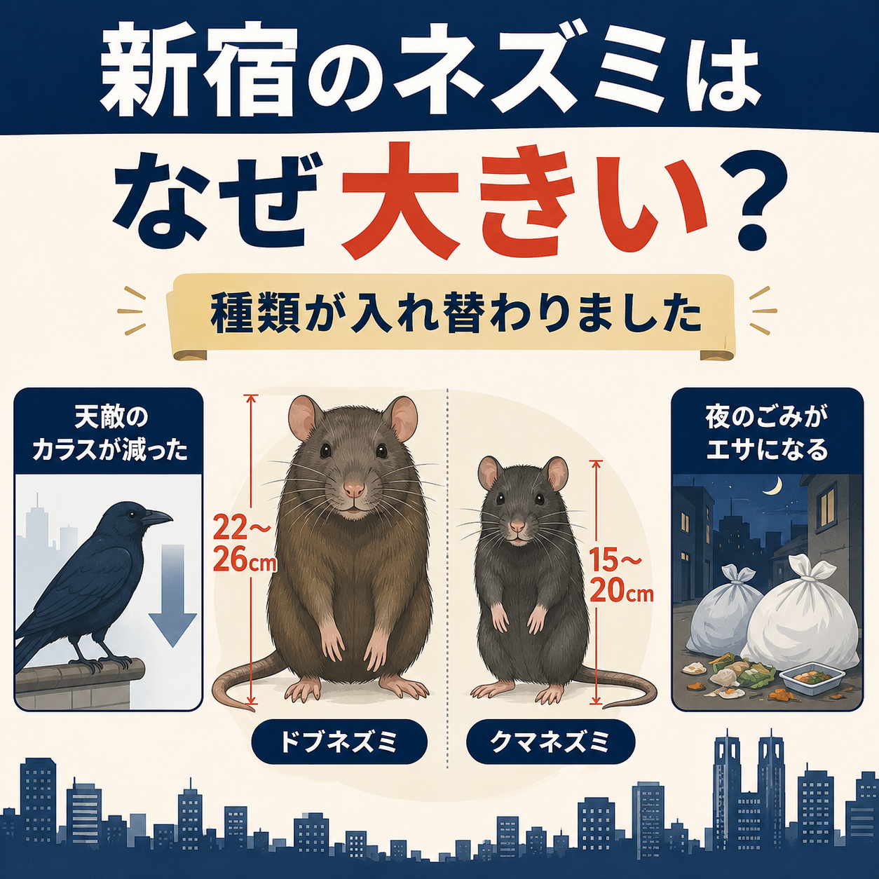 新宿区でネズミが増えた3つの理由とドブネズミ22〜26cmクマネズミ15〜20cmの体格比較図解