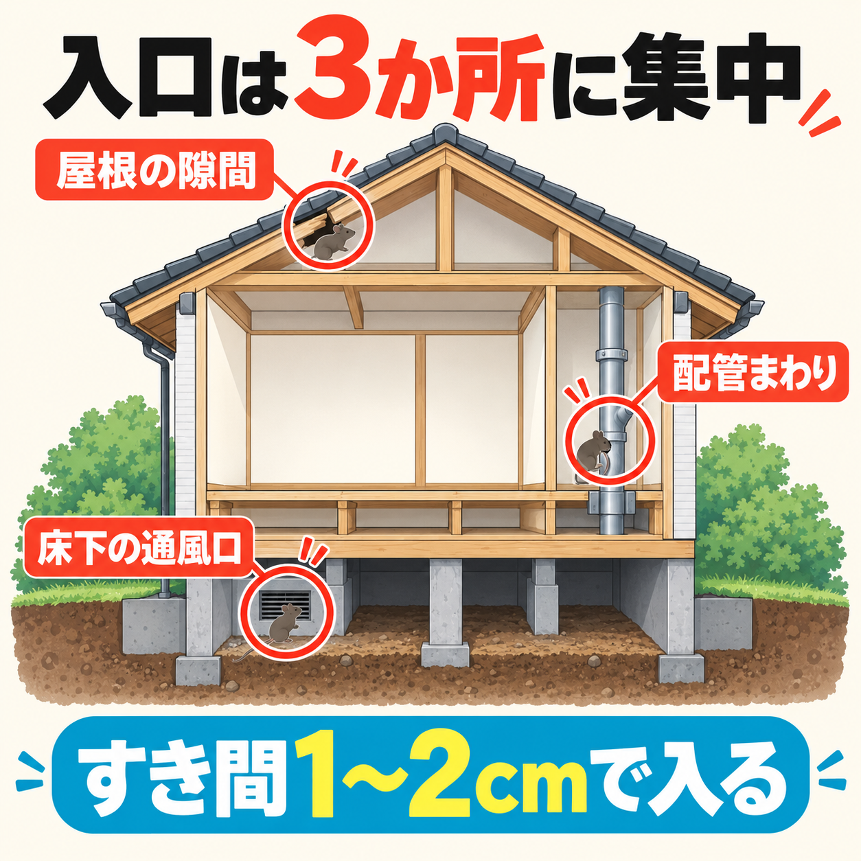ネズミが1〜2cmのすき間から入る場所を戸建ての断面で示し、屋根と配管と床下の3点を赤く示した図解