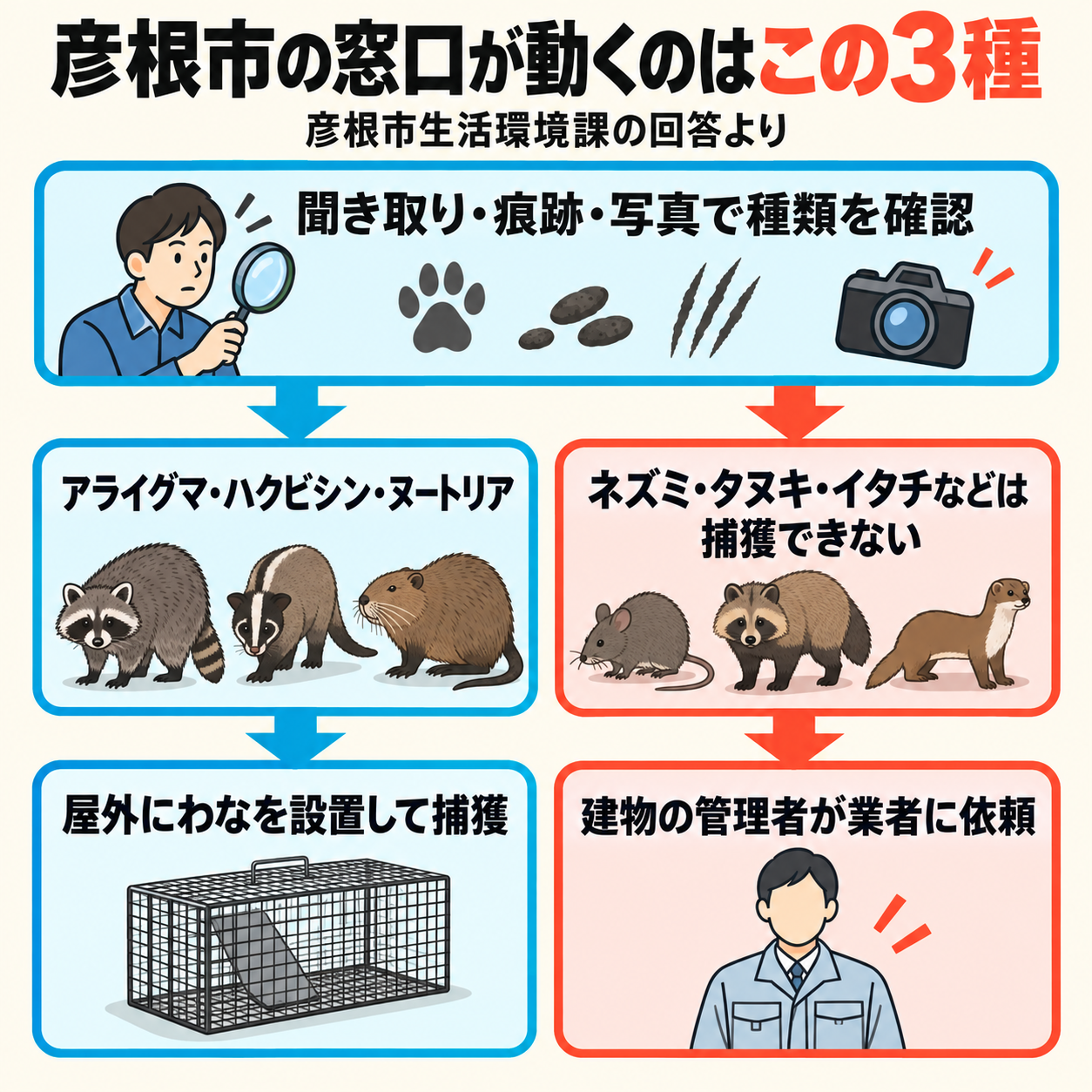 彦根市の生活環境課に動物の相談をしたあとの流れの図解。種類を確認し、アライグマ・ハクビシン・ヌートリアなら屋外にわなで捕獲、ネズミなどは建物の管理者が業者に依頼