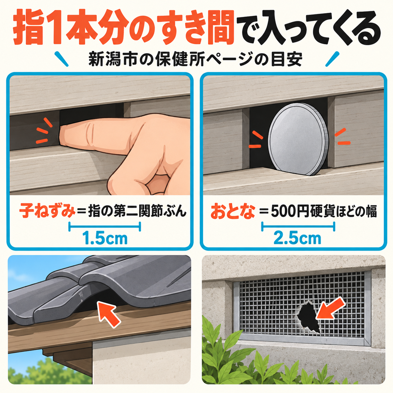 ネズミが入れるすき間の大きさを身近な物と比べた図解。子ねずみは約1.5cmで大人の指の第二関節まで、大人のねずみは約2.5cmで500円硬貨ほど