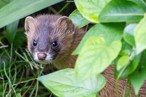 害獣駆除ならハウスプロテクト 再発を徹底的に防止 ネズミ イタチ ハクビシン対策ならお任せください