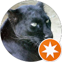 cat black