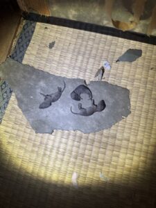 愛知県豊川市 ネズミ駆除|床下~二階天井裏、通気口、キッチンからの侵入を徹底対策