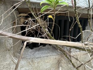 寝屋川市S様　イタチ対策施工