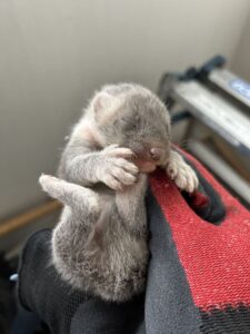 島根県益田市M様邸　イタチ対策施工