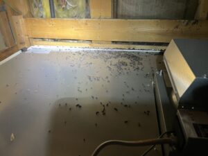 栃木県芳賀郡Y様邸　コウモリ対策施工